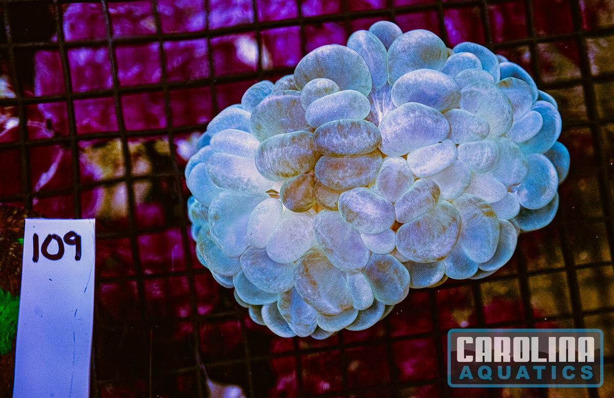 WYSIWYG 109 Bubble Coral