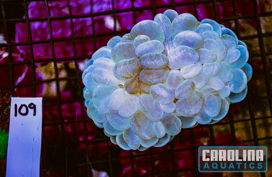 WYSIWYG 109 Bubble Coral