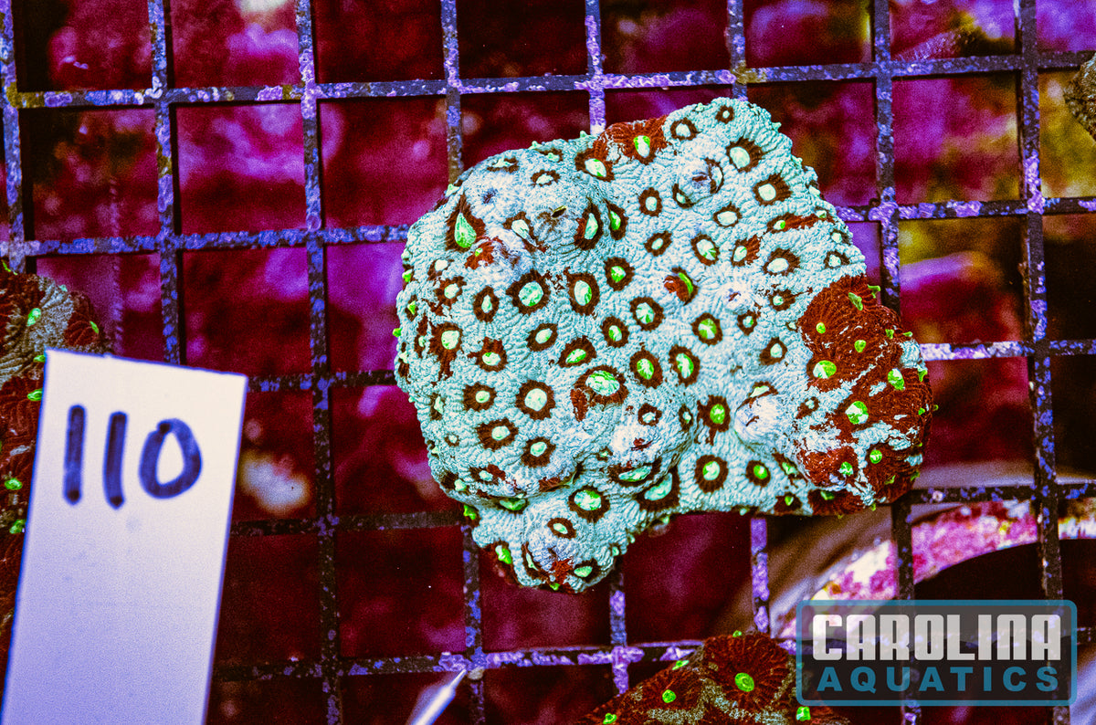 WYSIWYG 110 War Coral