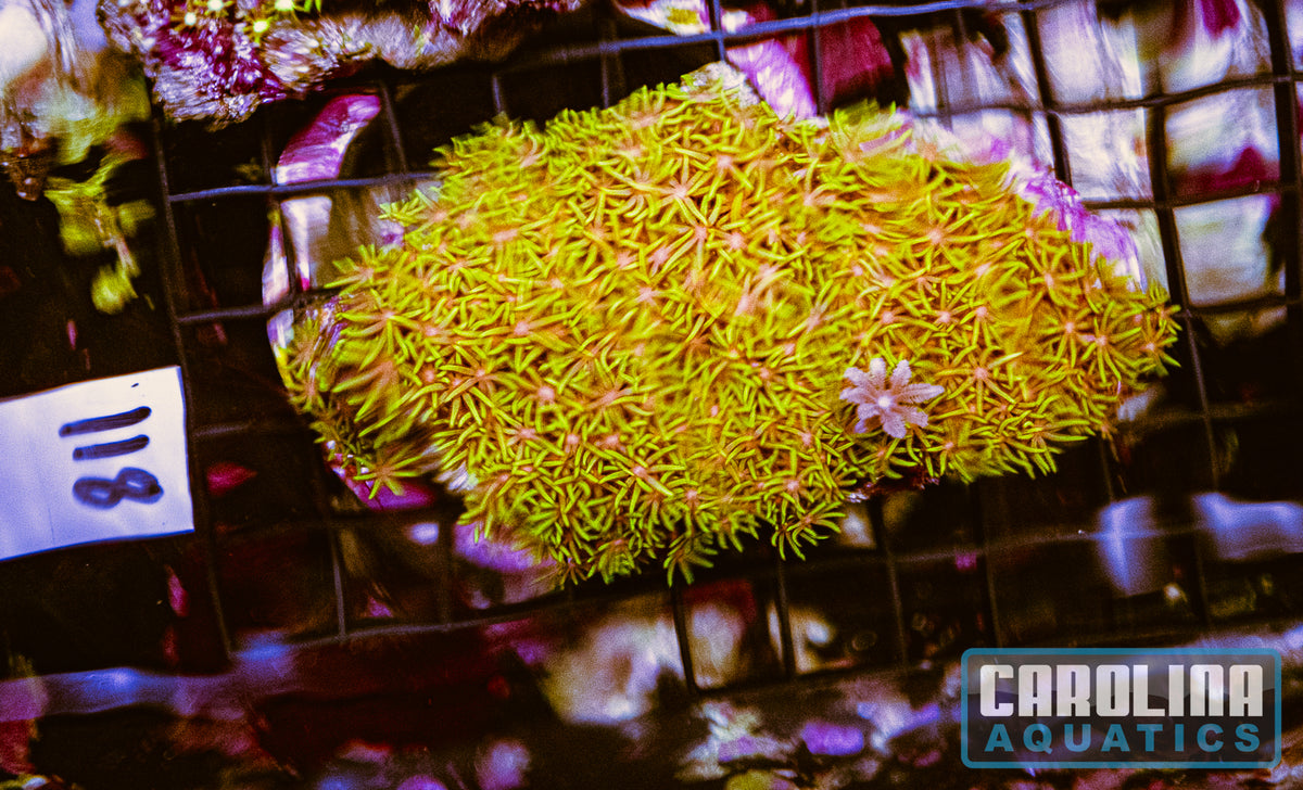 WYSIWYG 118 Green Star Polyp