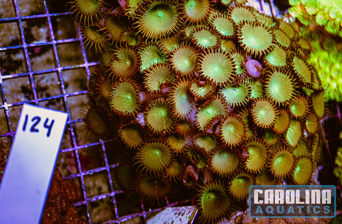 WYSIWYG 124 Button Polyp