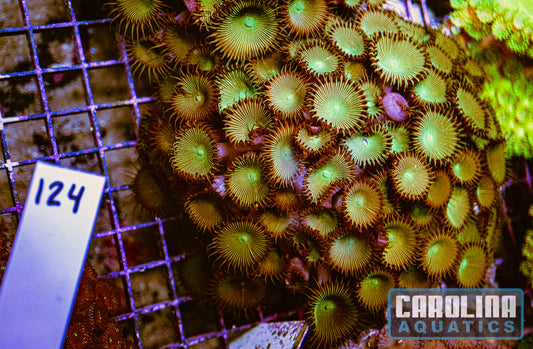 WYSIWYG 124 Button Polyp
