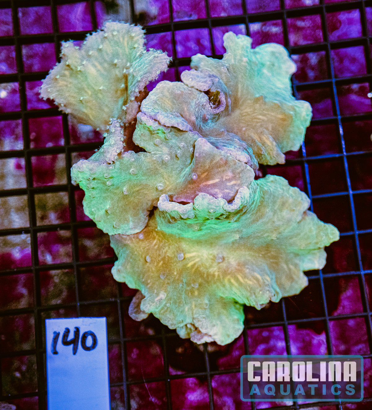 WYSIWYG 140 Cabbage Leather