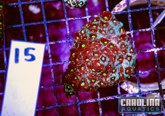 WYSIWYG 15 War Coral