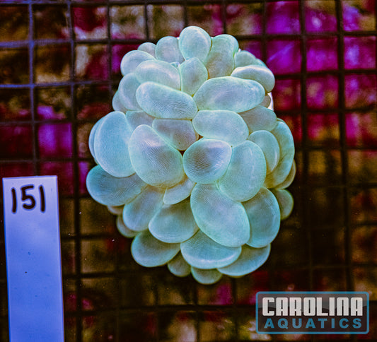 WYSIWYG 151 Bubble Coral