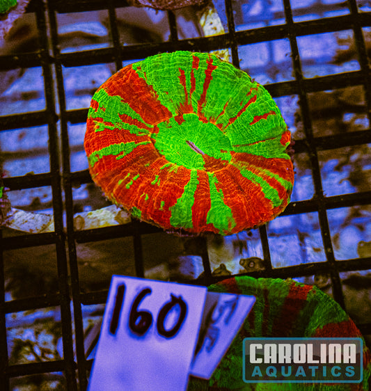 WYSIWYG 160 Scoly