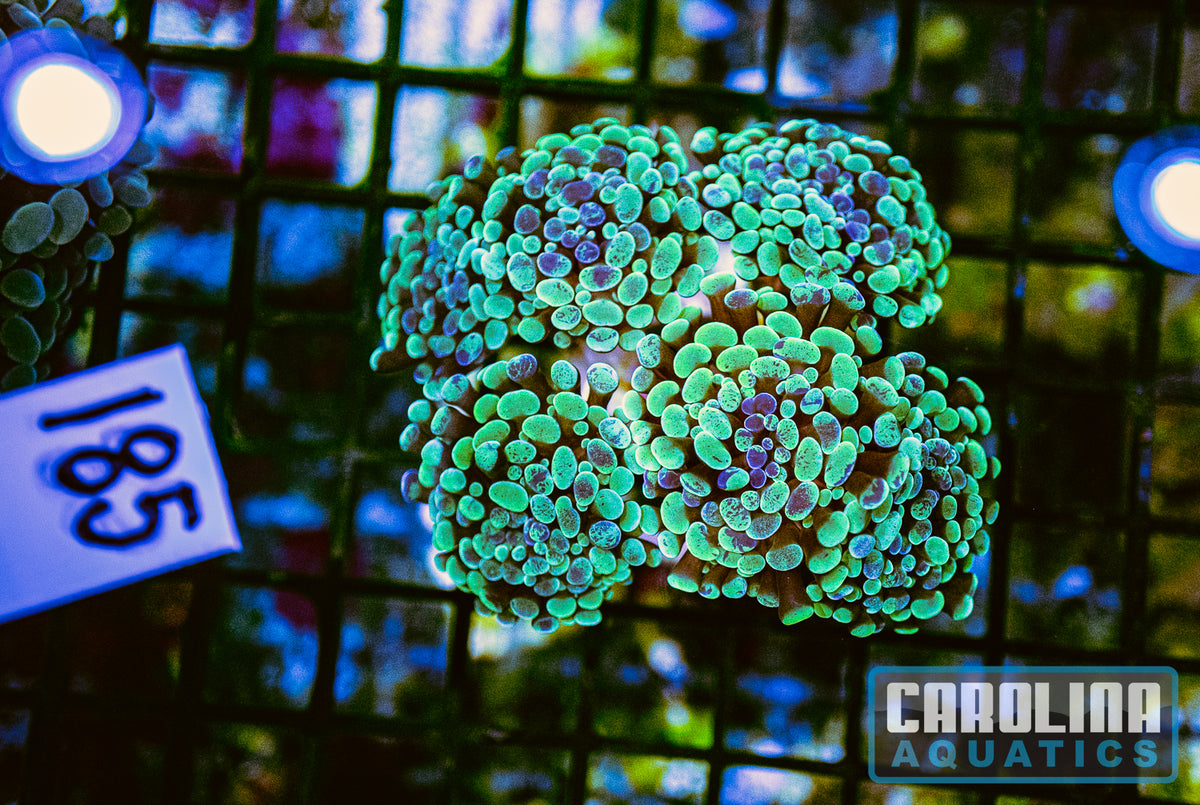 WYSIWYG 185 Branching Hammer