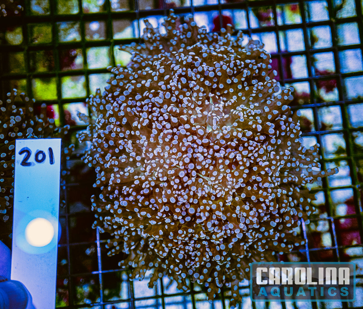 WYSIWYG 201 Frogspawn