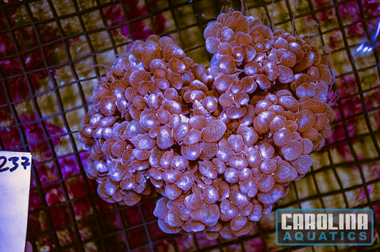 WYSIWYG 237 Bubble Coral