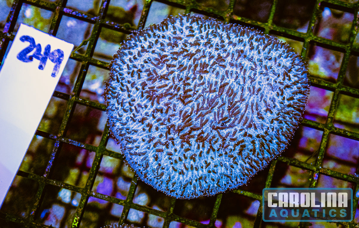 WYSIWYG 249 Plate Coral