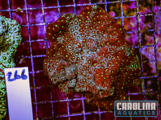 WYSIWYG 266 War Coral
