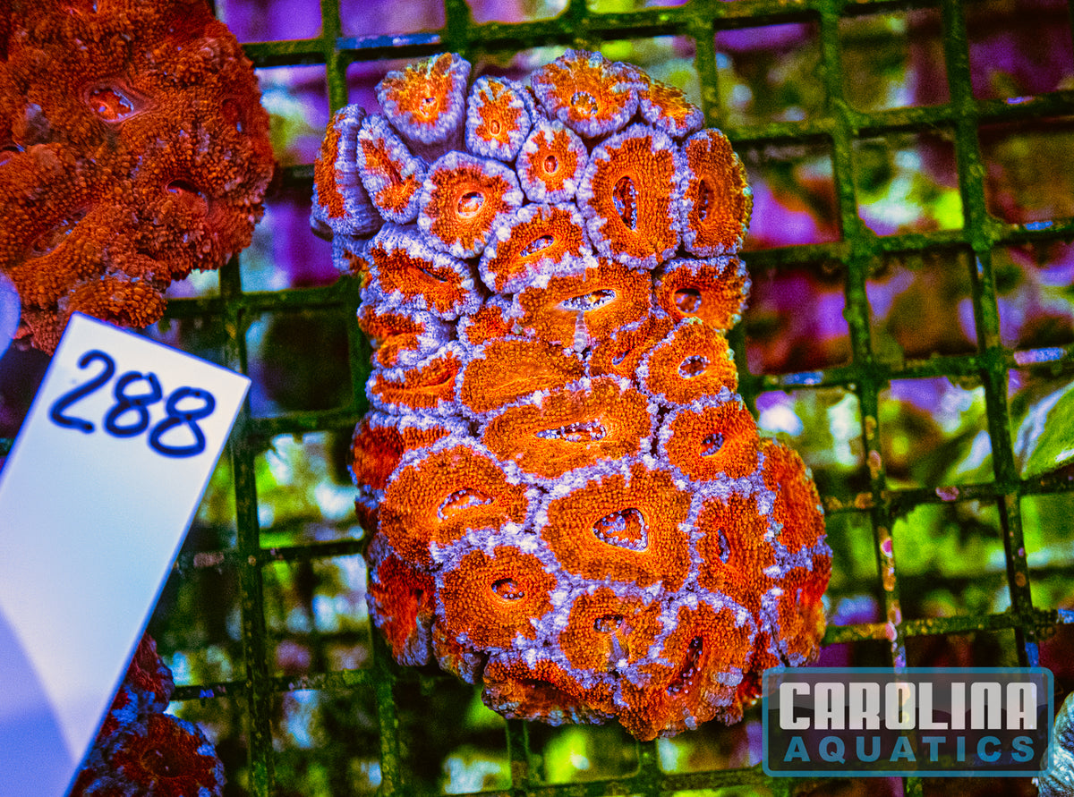WYSIWYG 288 Acan