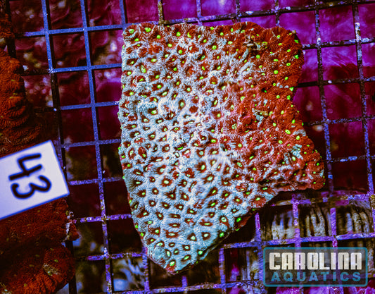 WYSIWYG 43 War Coral