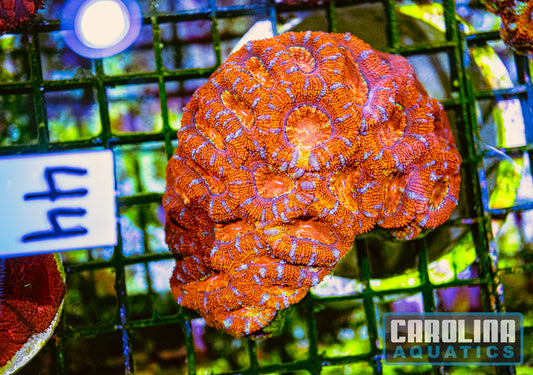 WYSIWYG 44 Acan