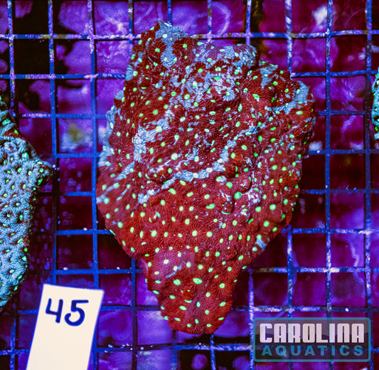 WYSIWYG 45 War Coral