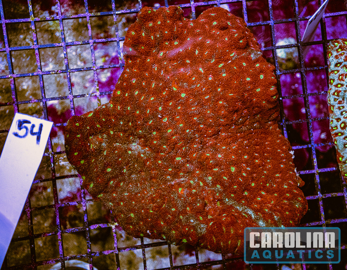 WYSIWYG 54 War Coral