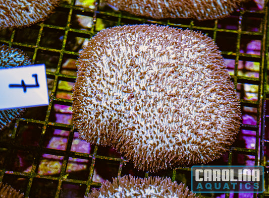 WYSIWYG 7 Tongue Coral