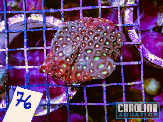 WYSIWYG 76 War Coral
