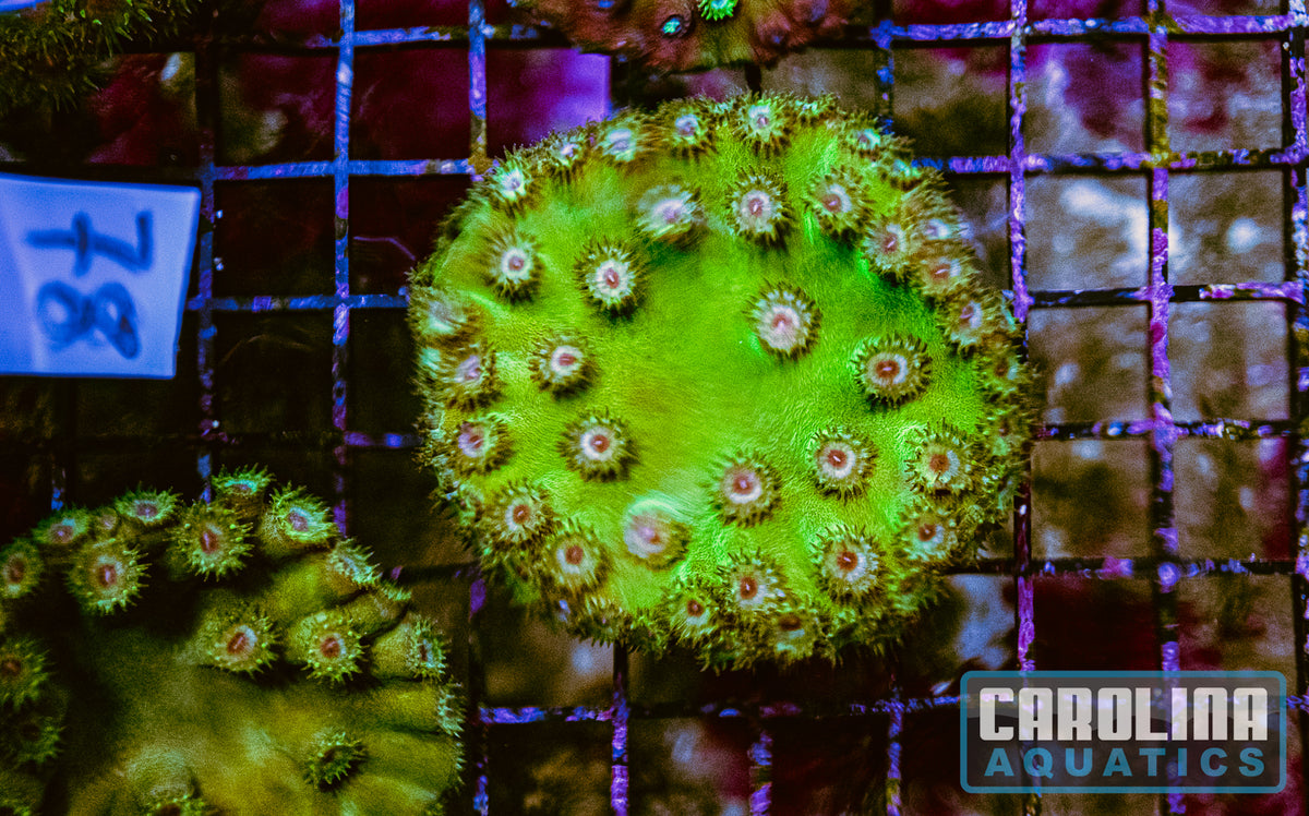 WYSIWYG 78 Cup Coral