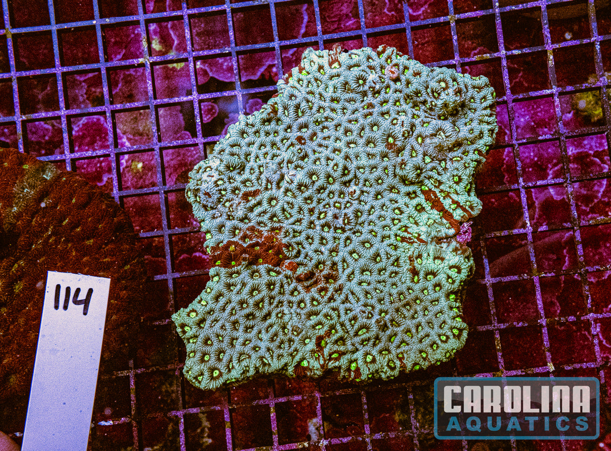 WYSIWYG 114 War Coral