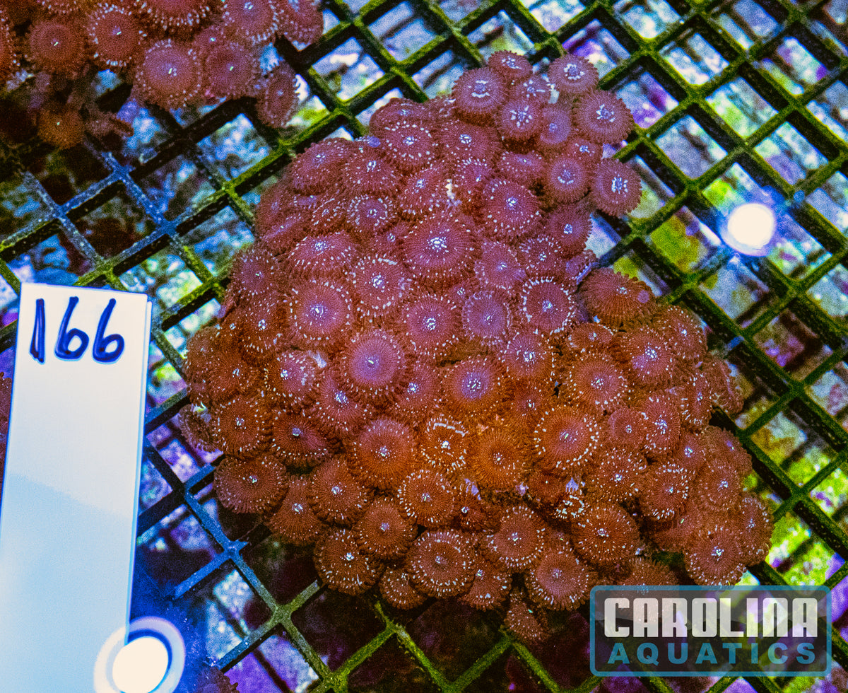 WYSIWYG 166 Button Polyp