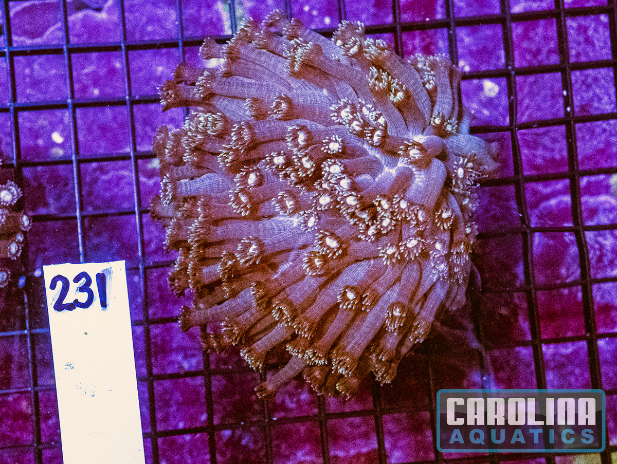 WYSIWYG 231 Jewel Goniopora
