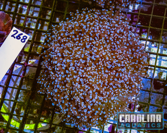 WYSIWYG 268 Frogspawn