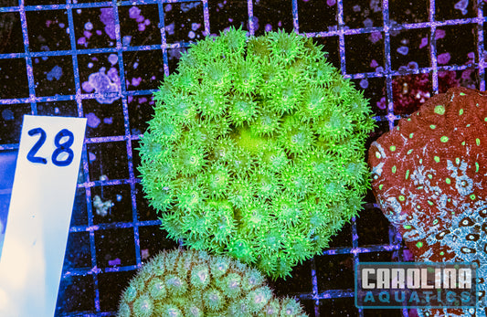 WYSIWYG 28 Cup Coral