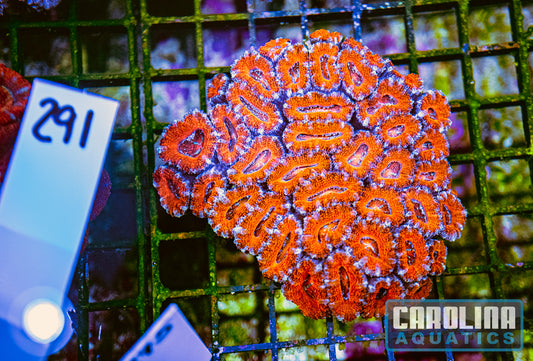 WYSIWYG 291 Acan