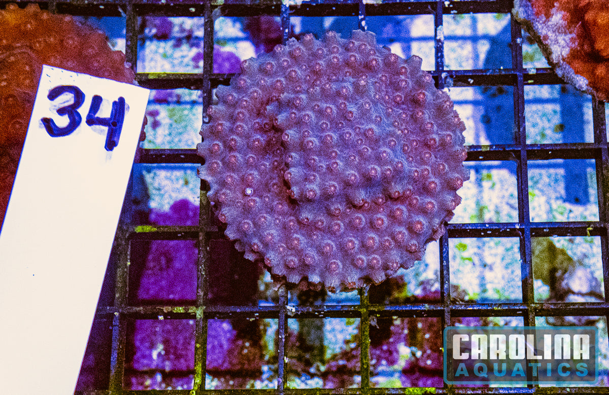 WYSIWYG 34 Cyphastrea