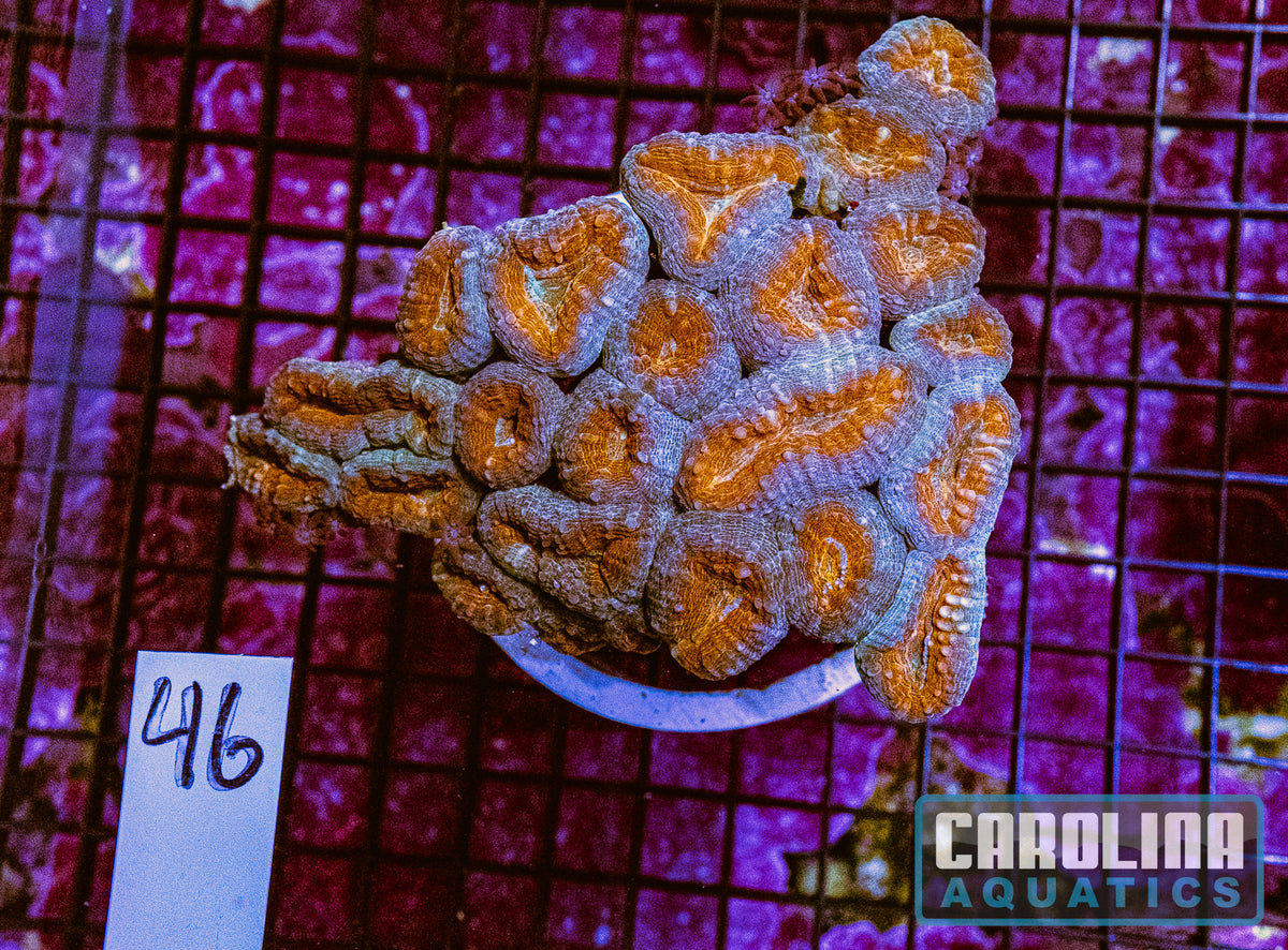 WYSIWYG 46 Branching Lobo