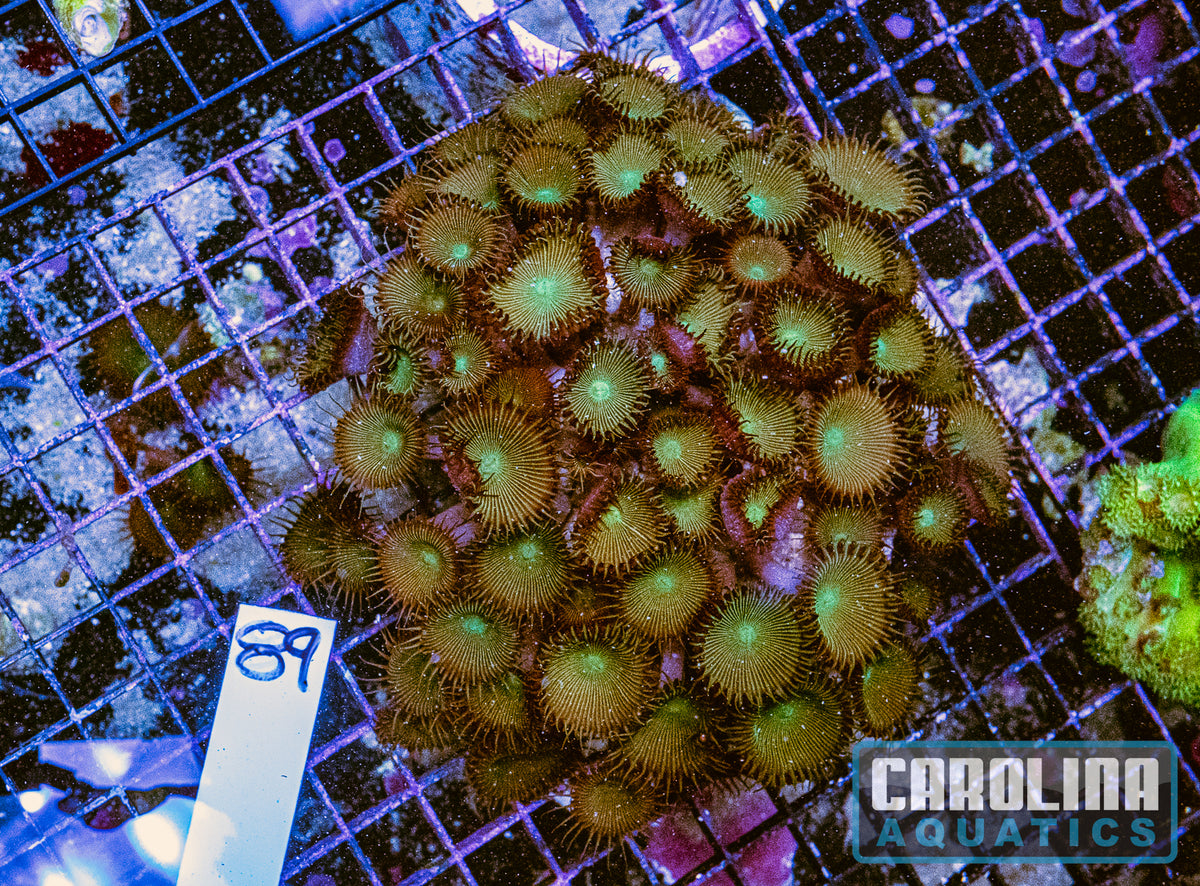 WYSIWYG 89 Button Polyp
