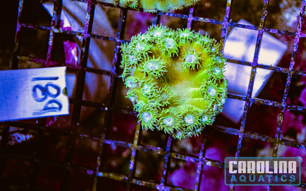 WYSIWYG 189 Cup Coral