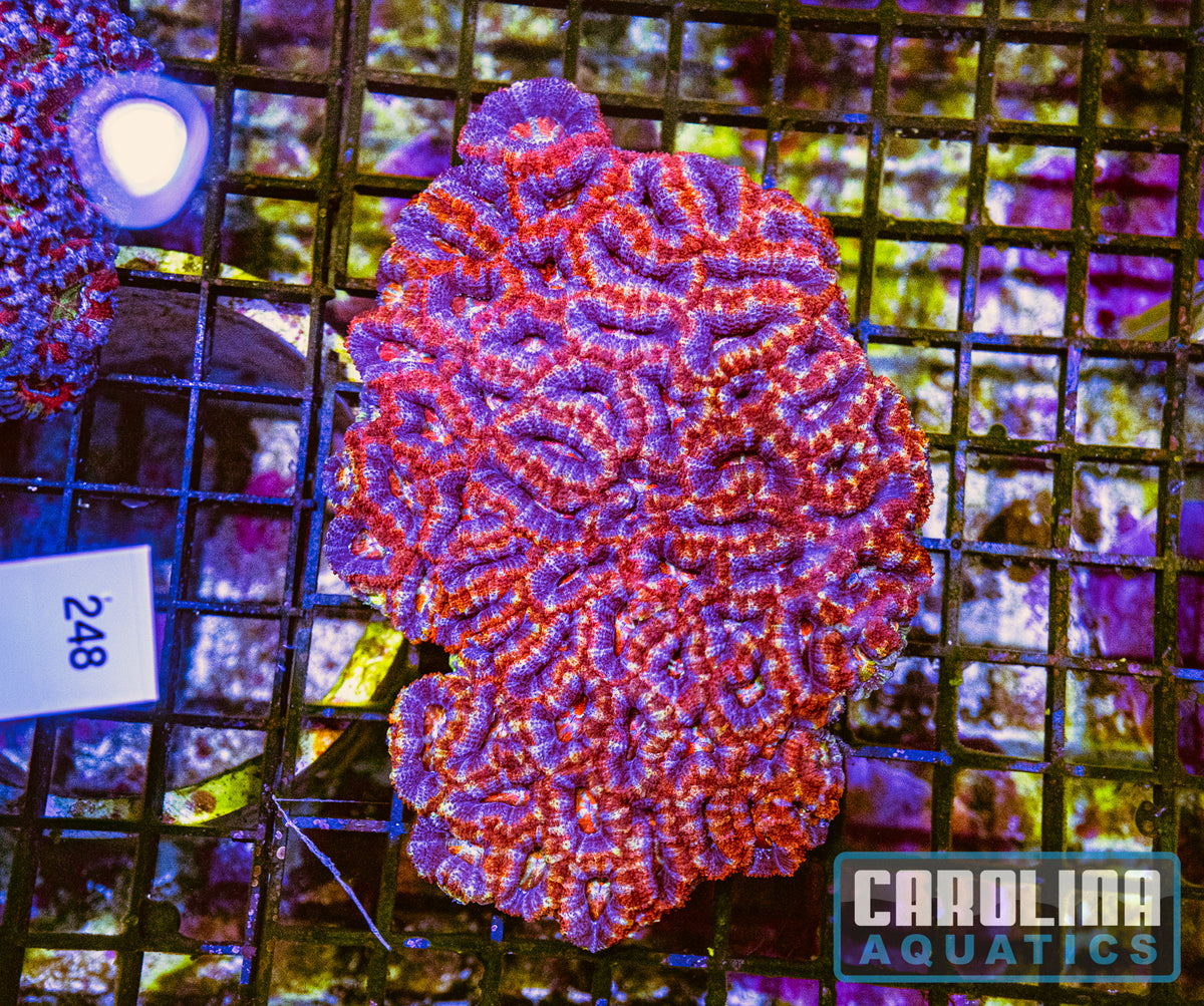 WYSIWYG 248 Acan