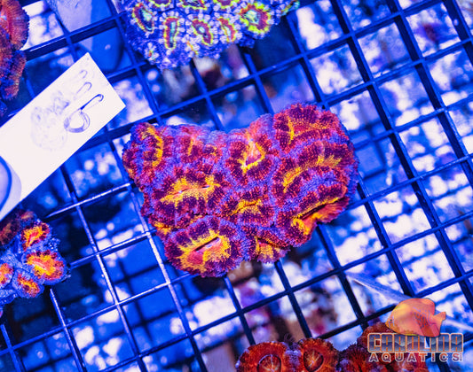 WYSIWYG 46 Acan