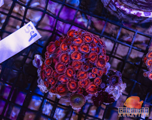 WYSIWYG 54 Zoa