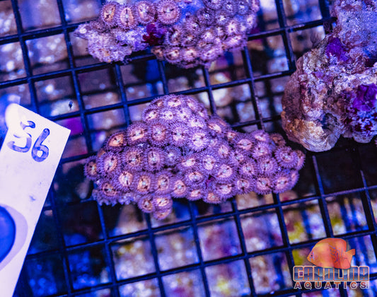 WYSIWYG 56 Zoa