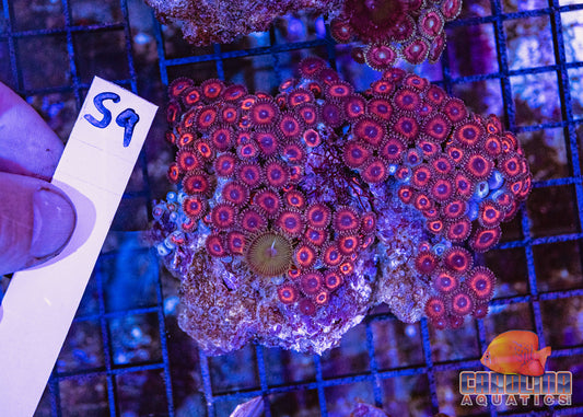WYSIWYG 59 Zoa