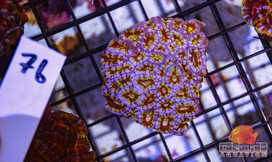 WYSIWYG 76 Acan