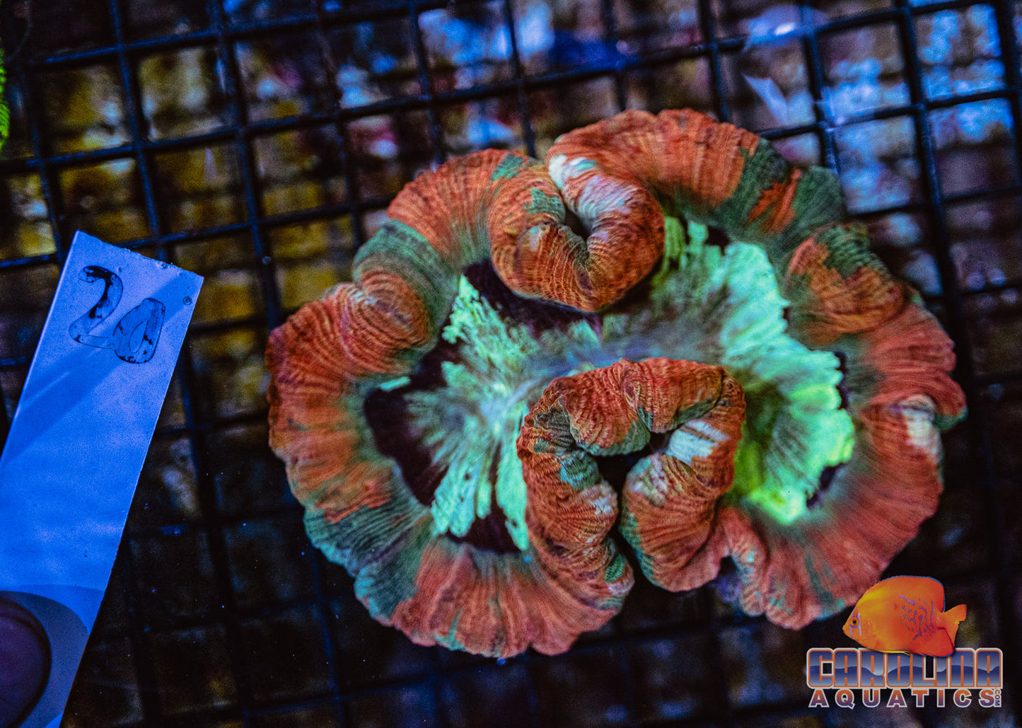 WYSIWYG 20 Open Brain