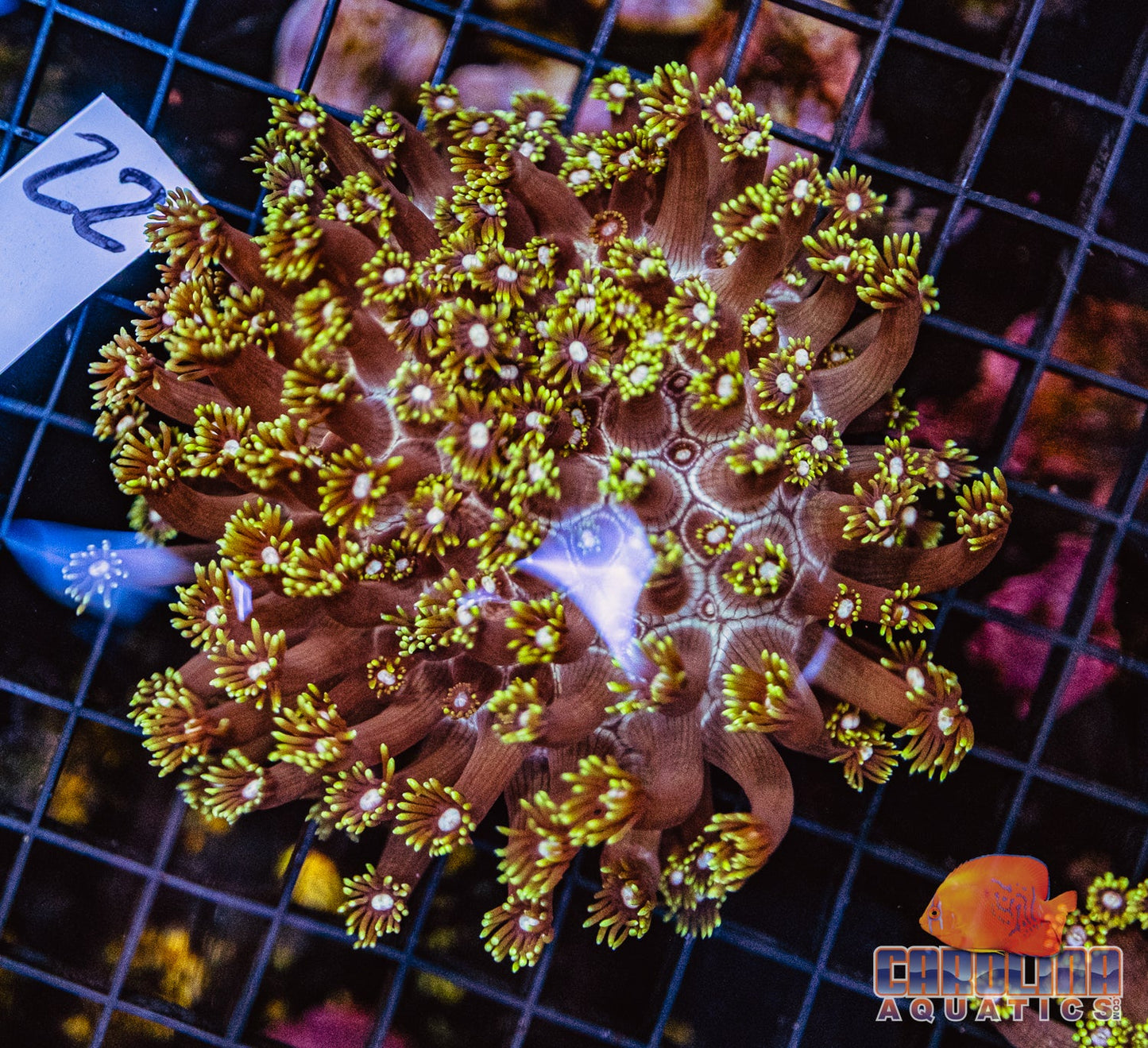 WYSIWYG 22 Goniopora