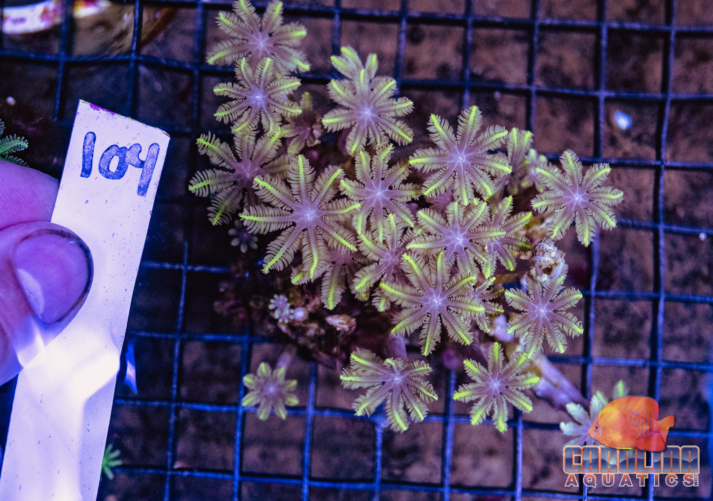 WYSIWYG 104 Glove Polyp