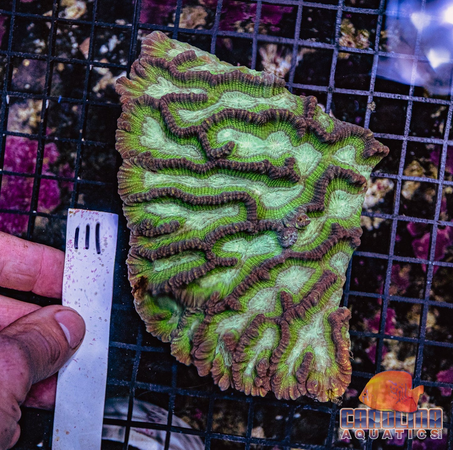 WYSIWYG 111 Oulophyllia