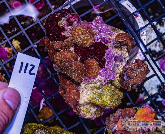 WYSIWYG 112 Mushroom