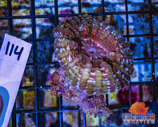 WYSIWYG 114 Cynarina