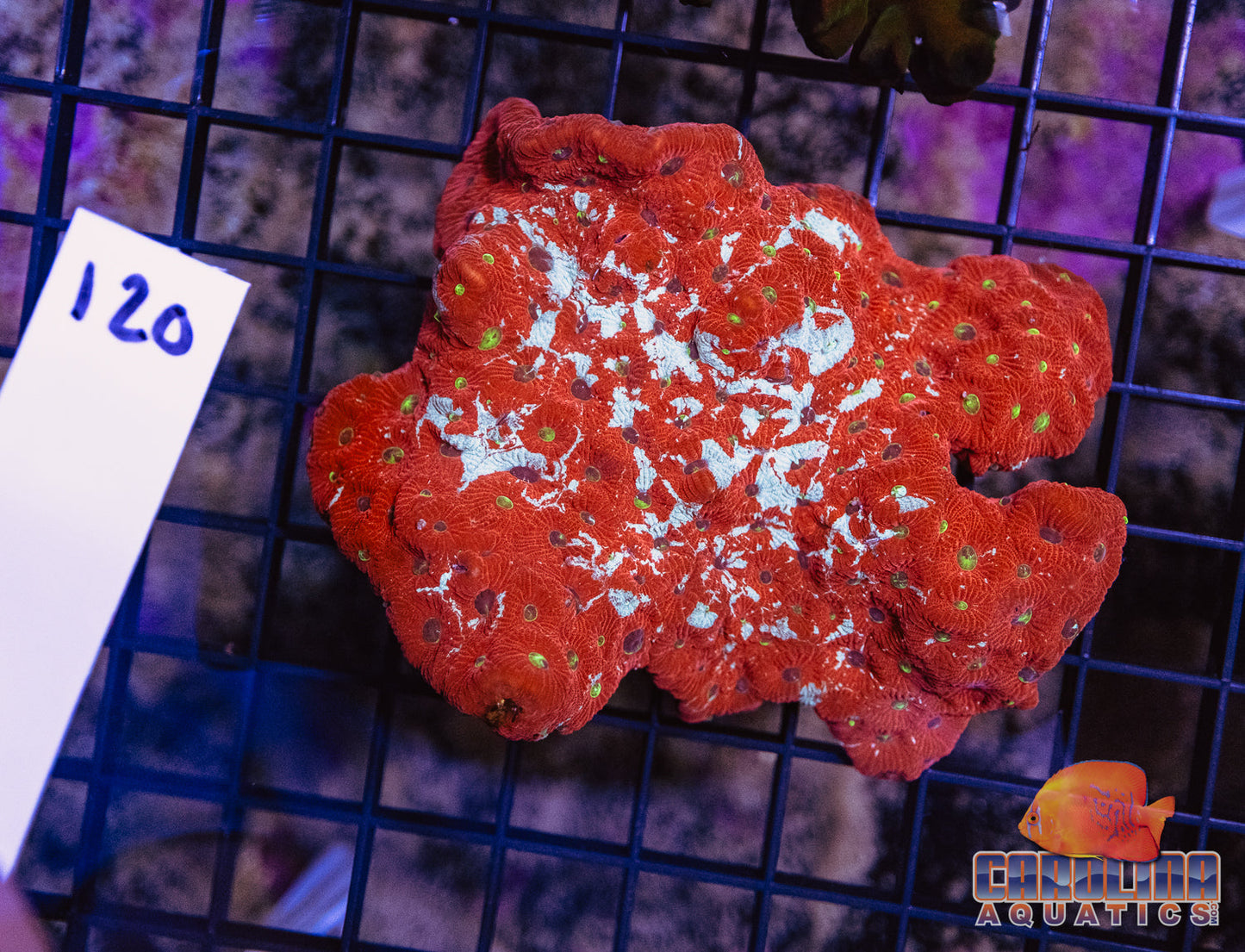 WYSIWYG 120 War Coral