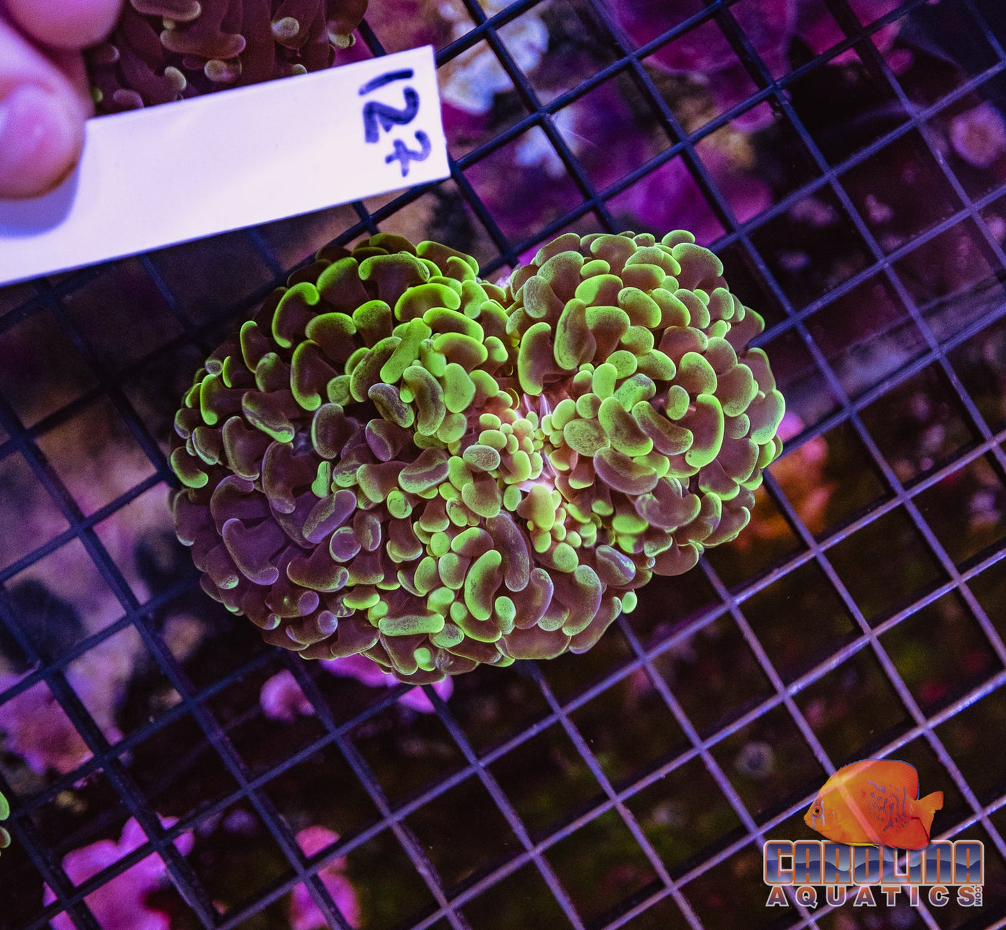 WYSIWYG 127 Wall Hammer