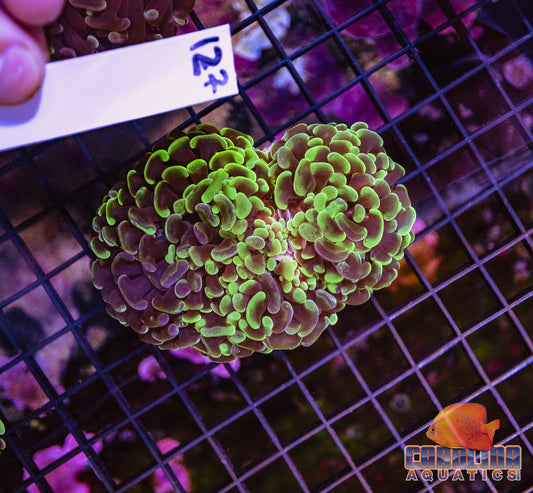 WYSIWYG 127 Wall Hammer