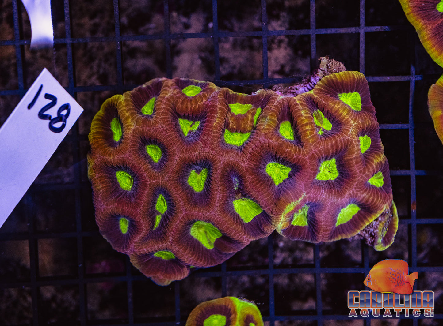 WYSIWYG 128 Dragon Soul Favia