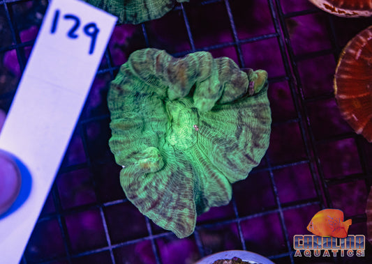 WYSIWYG 129 Pectinia